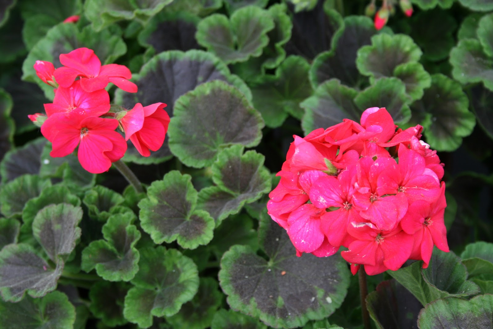 The Gardens of Edom Geraniums The Old Lady Flower