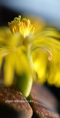 Lithops lesiei flower on September 30, 2014 Close-up of a yellow Lithops lesliei flower, picture date 2014-09-30
