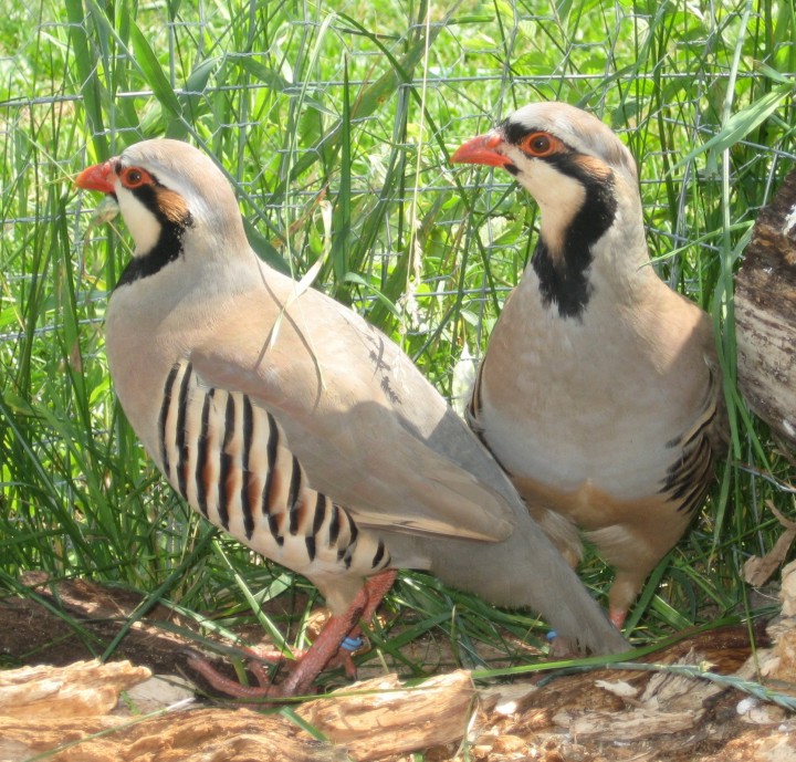 The Animal Cabin Pet Chukar Partridges