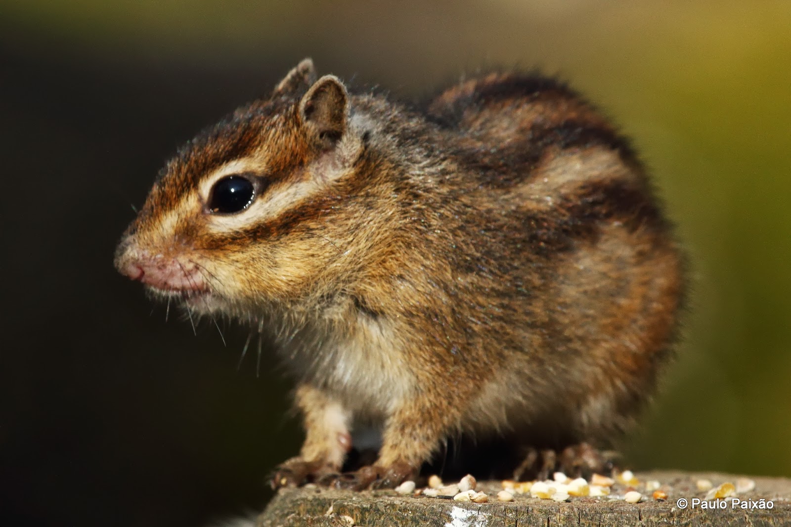 Mamíferos Tamias sibiricus