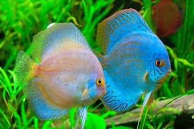 Discus Fish