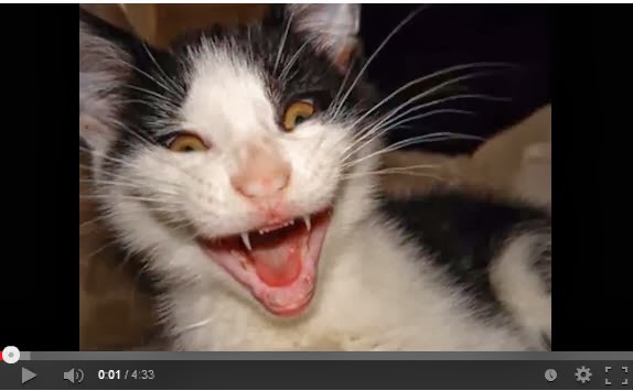 Download See And Laugh Online The Most Beautiful Cats In The World For Free Get Wallpaper See And Laugh Online The Most Beautiful Cats In The World Desktop Wallpaper Free