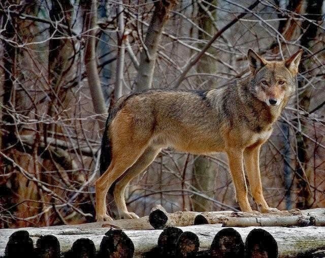 White Wolf Red Wolf Pack Howling (Video)