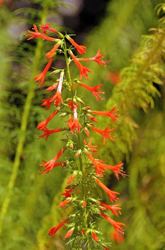 Ipomopsis rubra 057