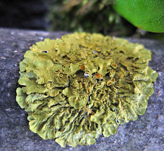Lichenes atau lumut kerak