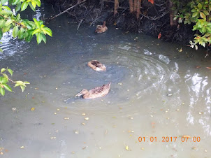 Ducks swimming in the house ponds.