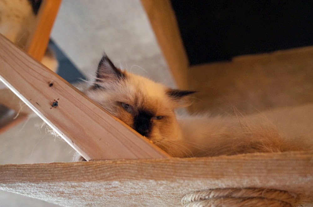 Purr Fect Caturday At The Cat Cabin