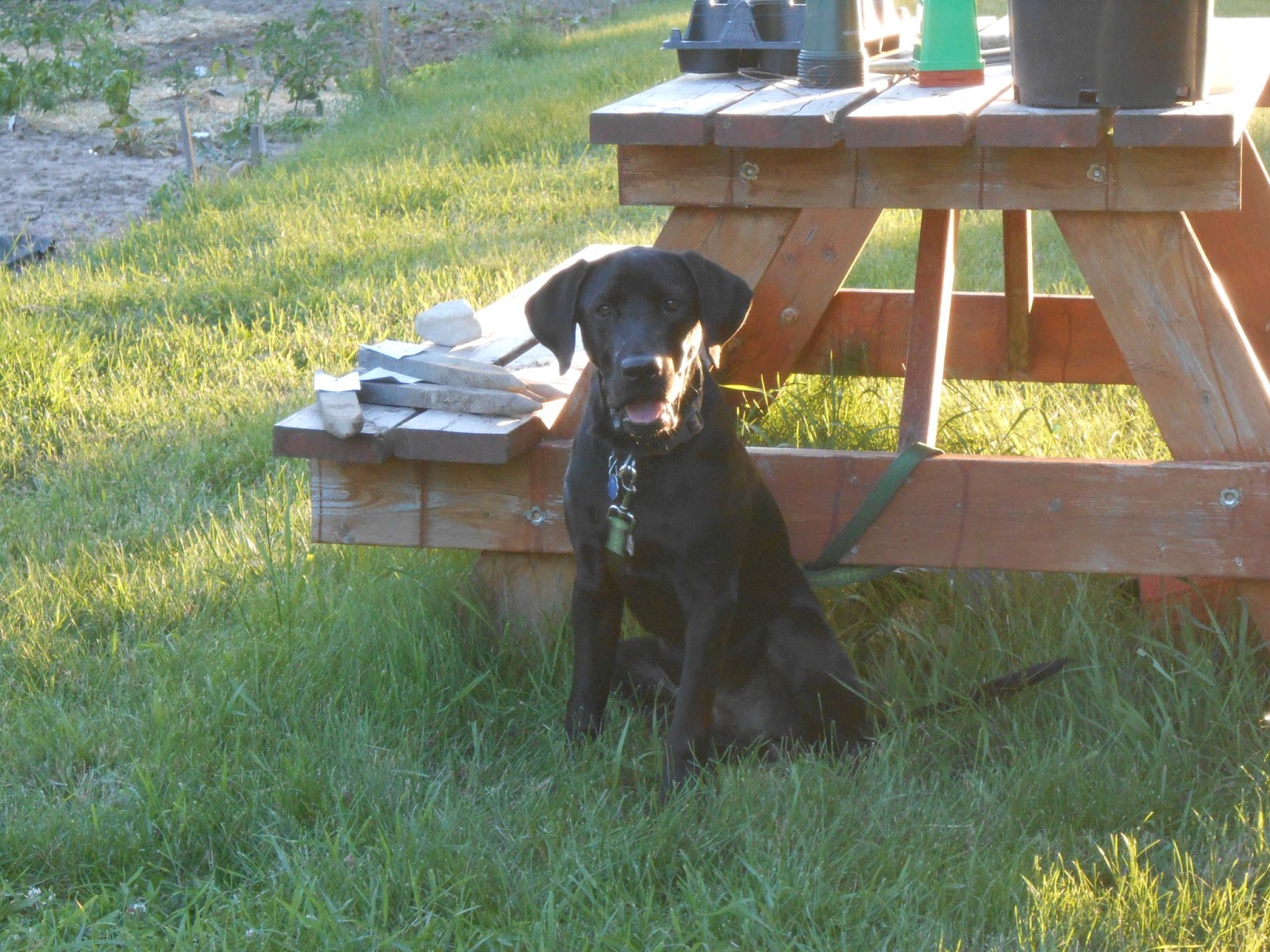 Simplestead: Tending to Our Community Garden Plot