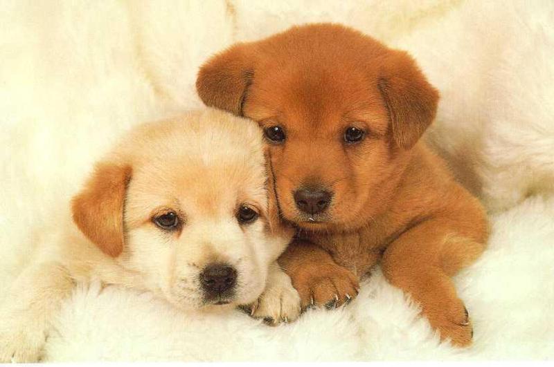 Kissh Missh CUTE PUPPIES PHOTOS