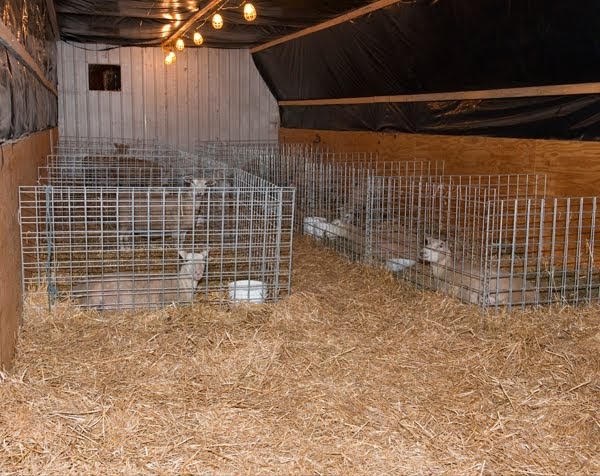 Small Lambing Sheds In My Shed Plans