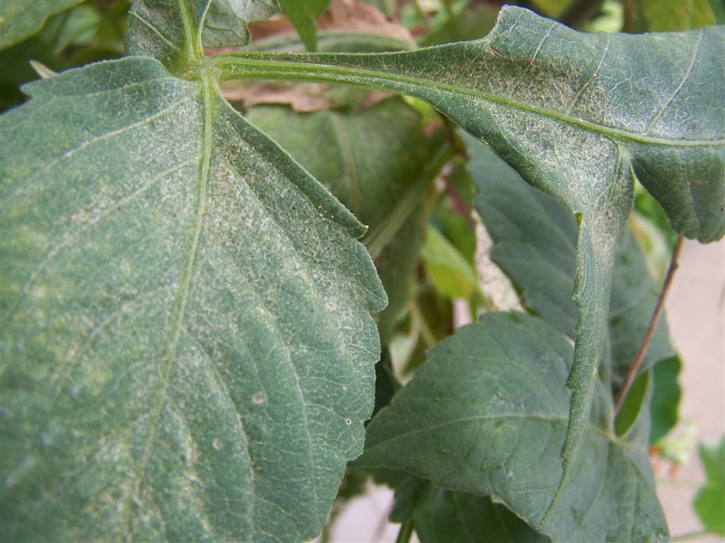 Perennial Passion Help with Dahlia Disease