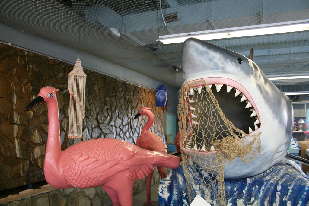 The Carpetbagger Shark Week At The Carpetbagger