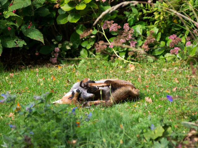 the clay garden: There's a fox in the garden, what am I gonna do...