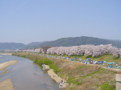 京都府八幡市・背割堤の桜