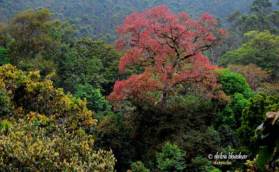 The Forest Canopy