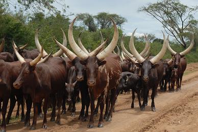 Ankole Cow
