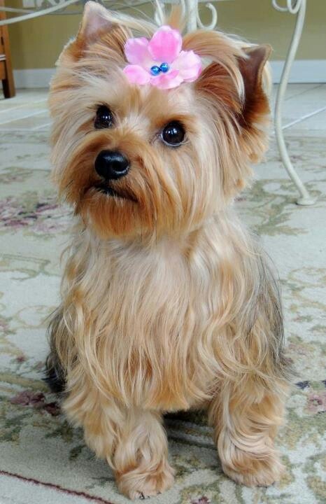 yorkie personality temperament and personality of terrier many yorkie personality temperament and personality of terrier many