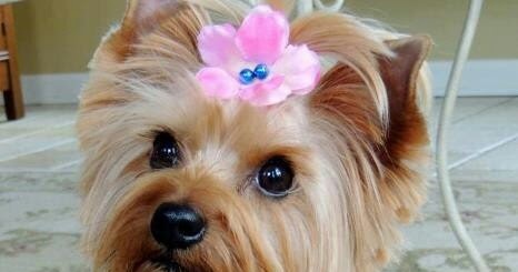 yorkie puppy behavior temperament and personality of terrier many yorkie puppy behavior temperament and personality of terrier many
