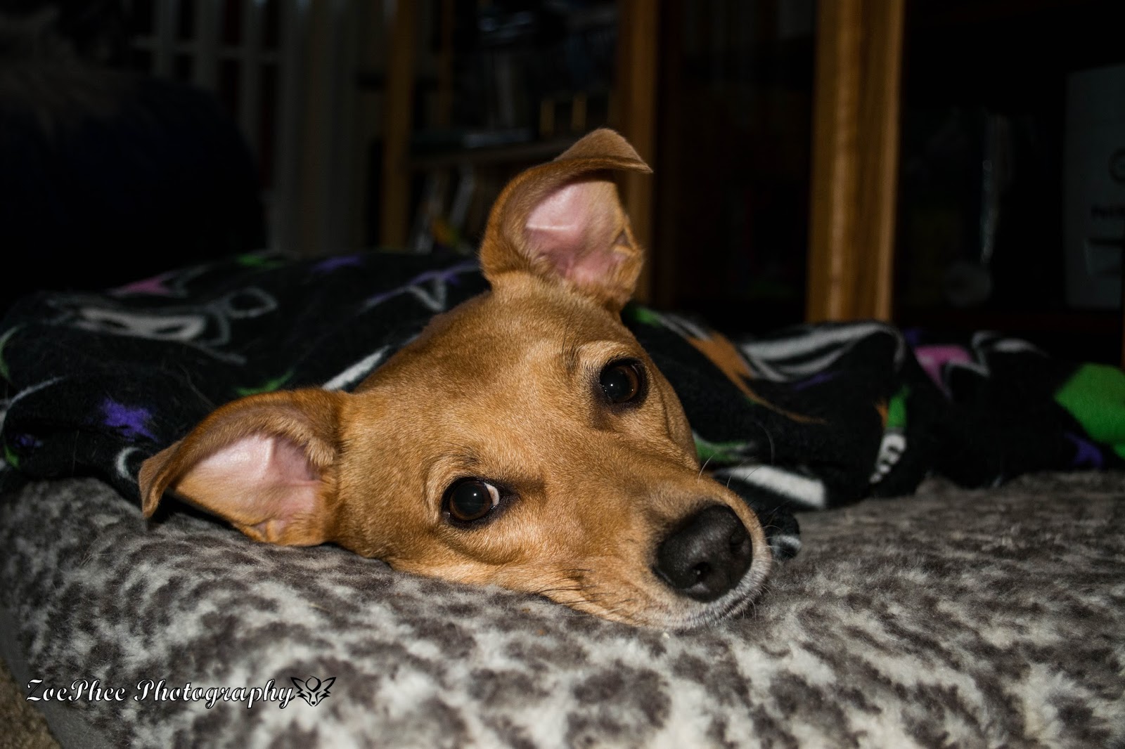 Why Do Smoke Alarms Scare Dogs