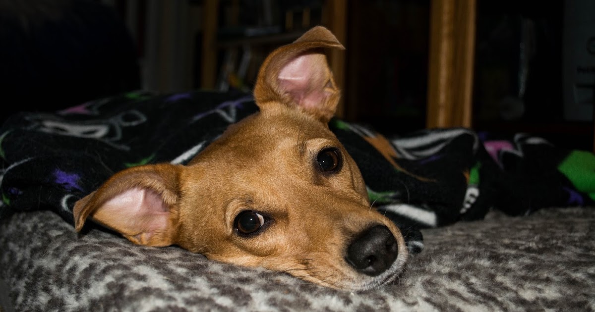 Why Does My Dog Hate Beeping Noises