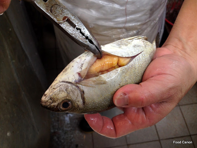 The spawning Rabbits arrive late this year - The Food Canon