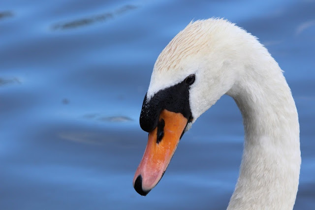 Tierfotos - Vogelfotos - Schwan
