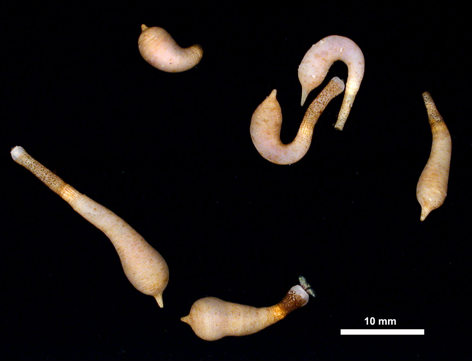 Real Monstrosities Peanut Worm