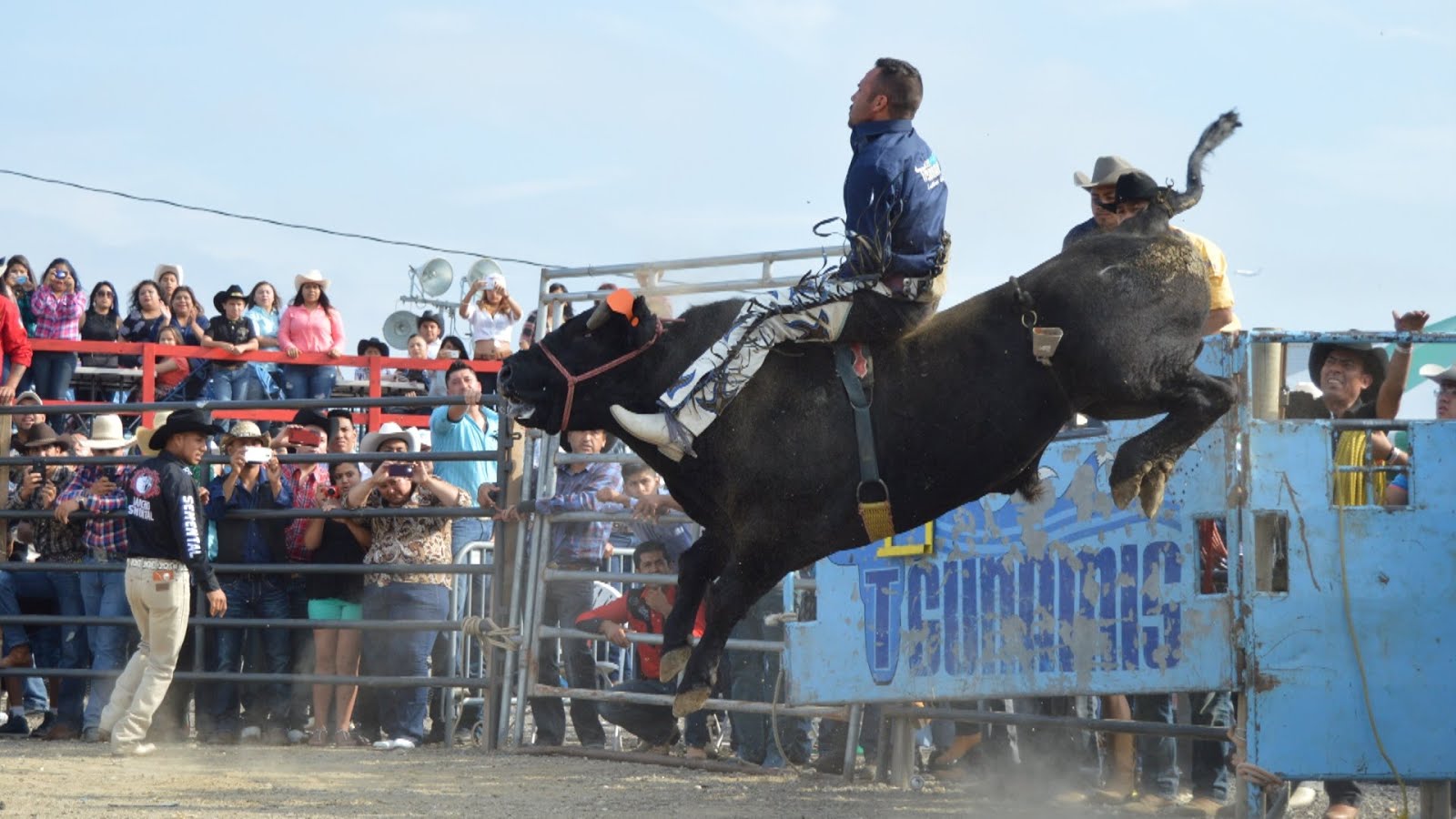 Jaripeo reglas del jaripeo