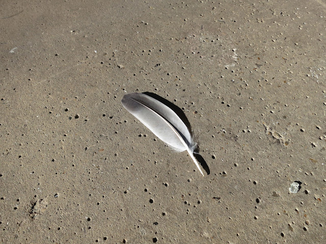 Single grey and silver feather fallen on station platform.