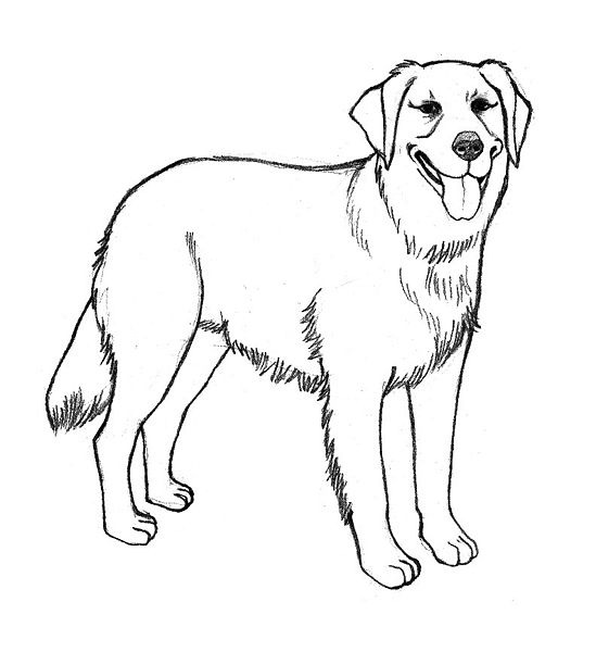 Line Drawing Golden Retriever : Pencil sketches and drawings how to draw a golden retriever