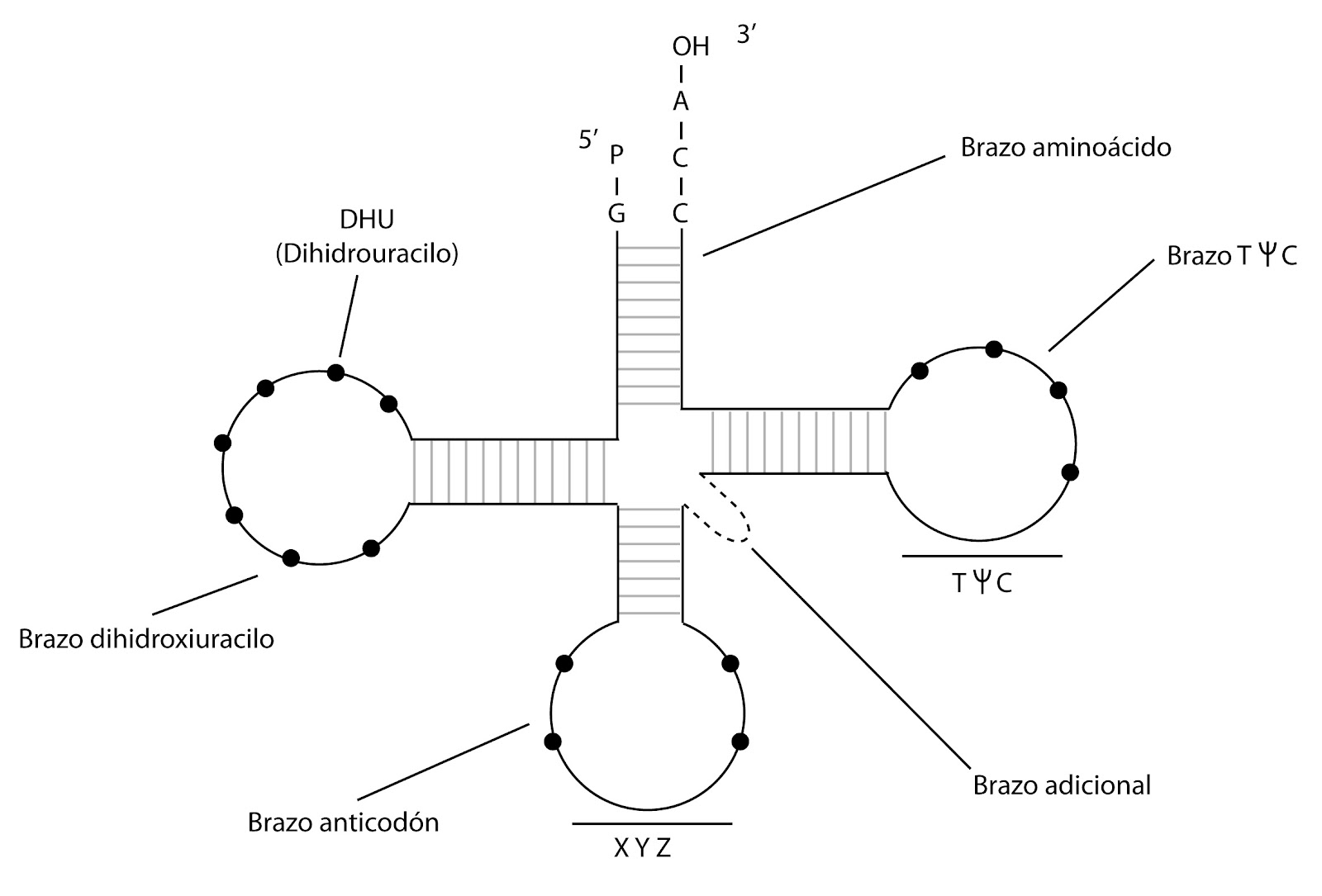 Arn De Transferencia Pdf