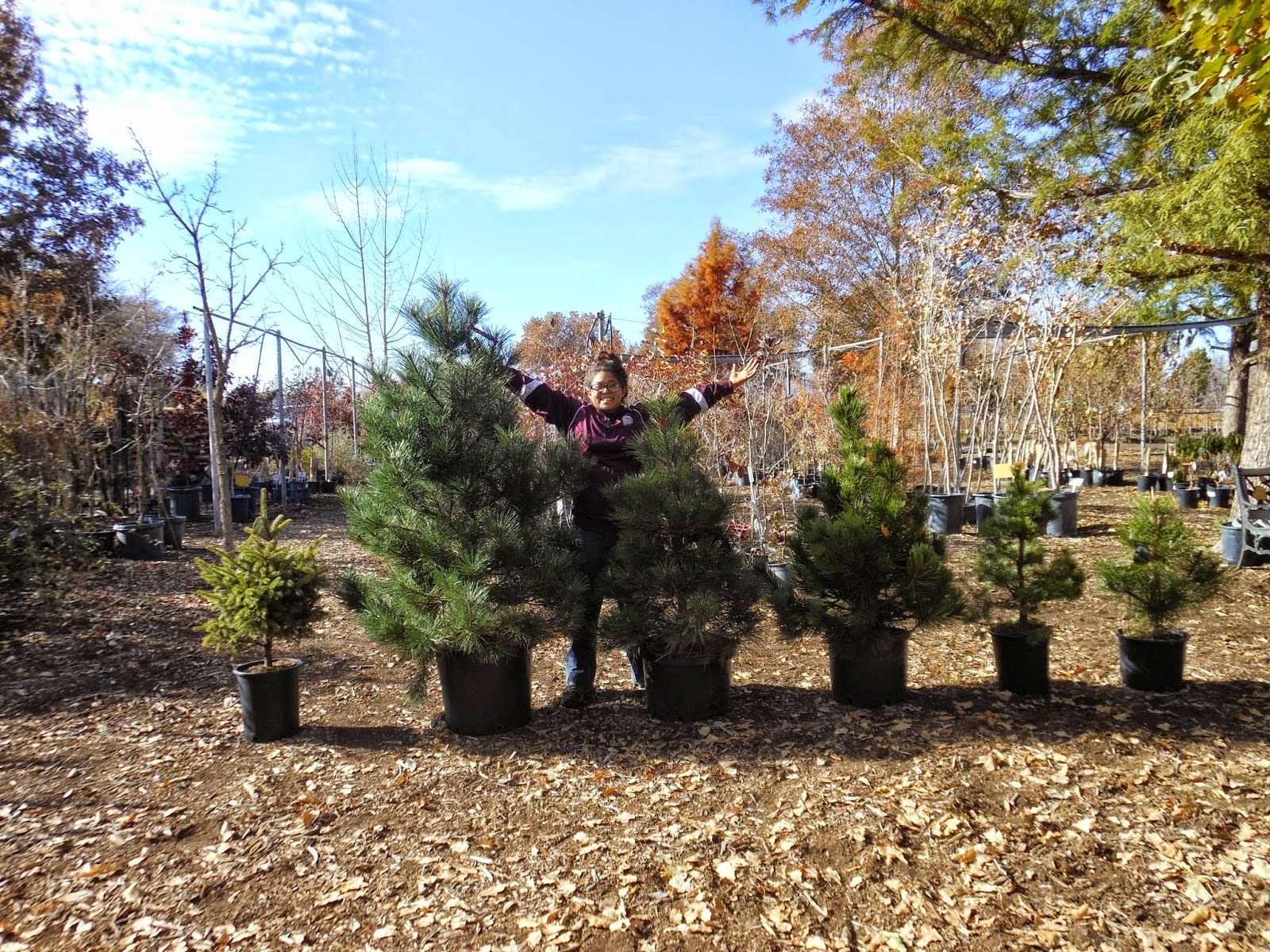 We Have Living Christmas Trees!