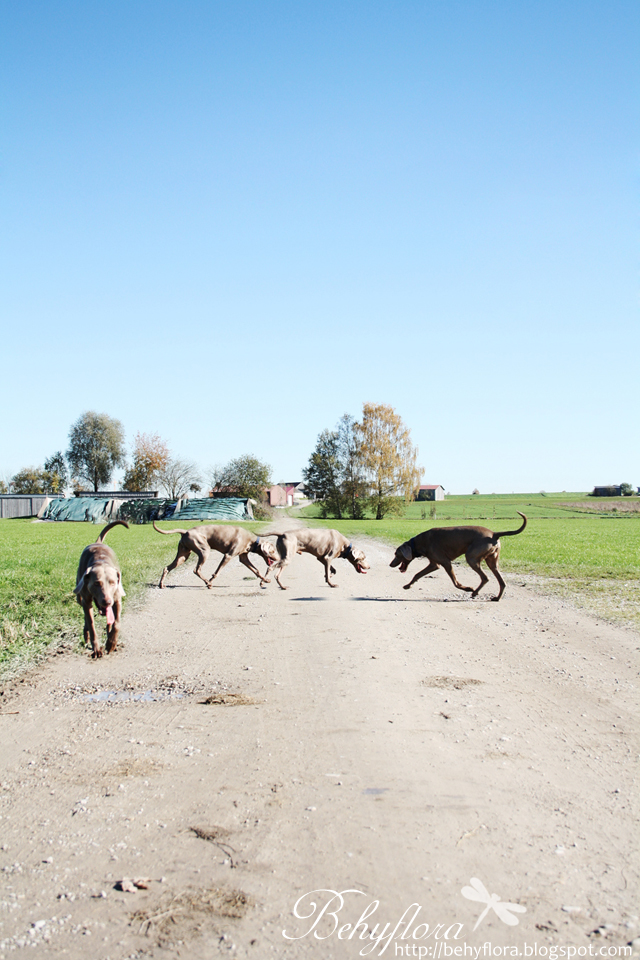 Behyflora Ein Vegetarischer Foodblog Mit Pfiff
