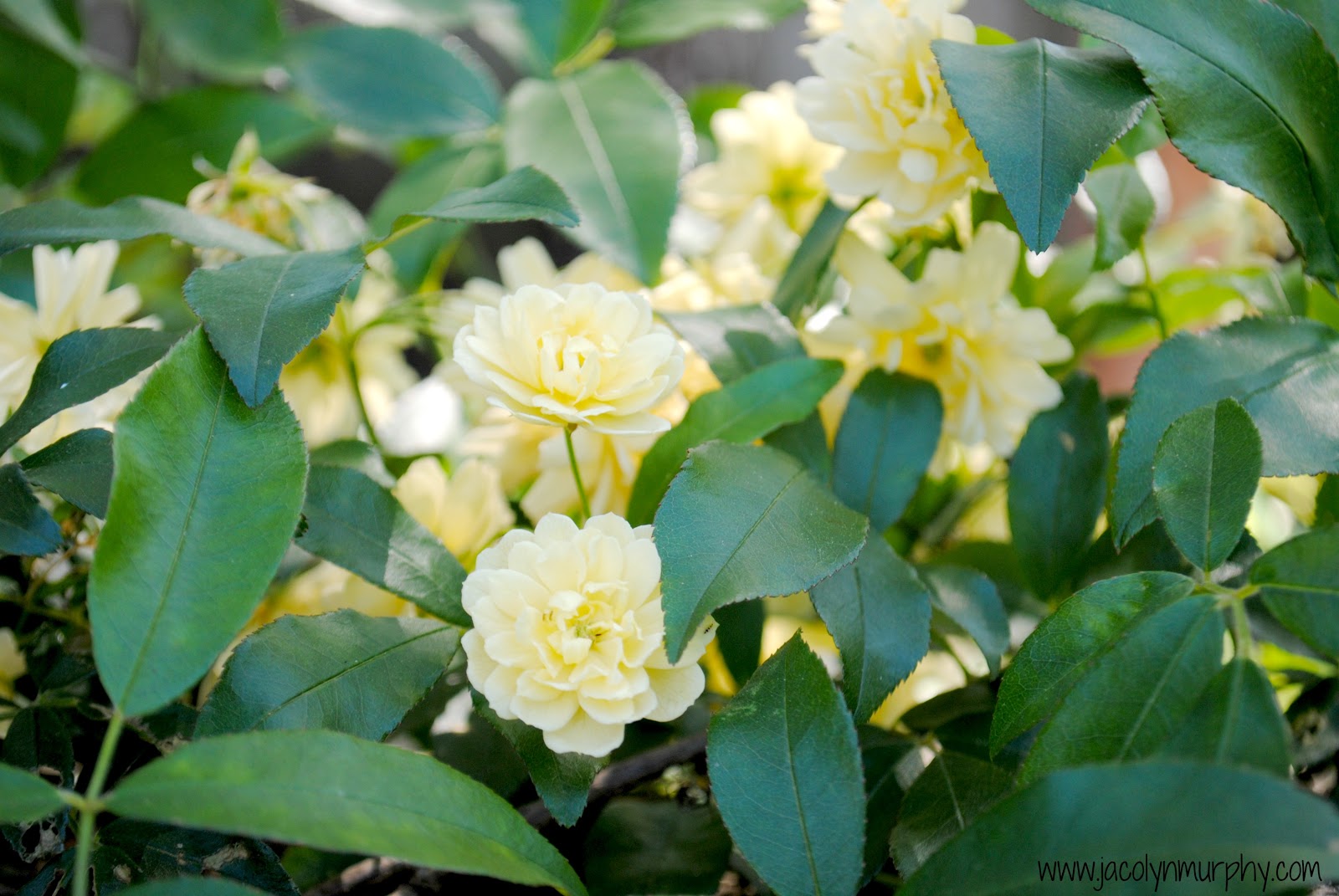 Jac o' lyn Murphy Ouch...it's Tax Day!