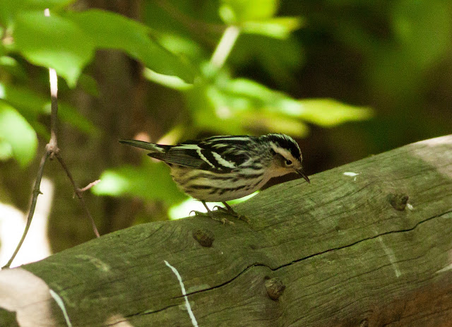 Black and White Warbler - Prospect Park, New York