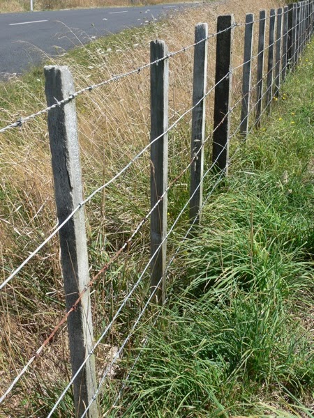 Barbed Wire Fence Cattle Barbed Wire Fence Cattle