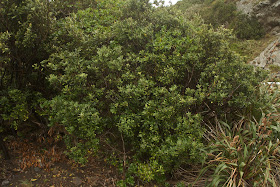 Trees Of Santa Cruz County Pittosporum Crassifolium Karo