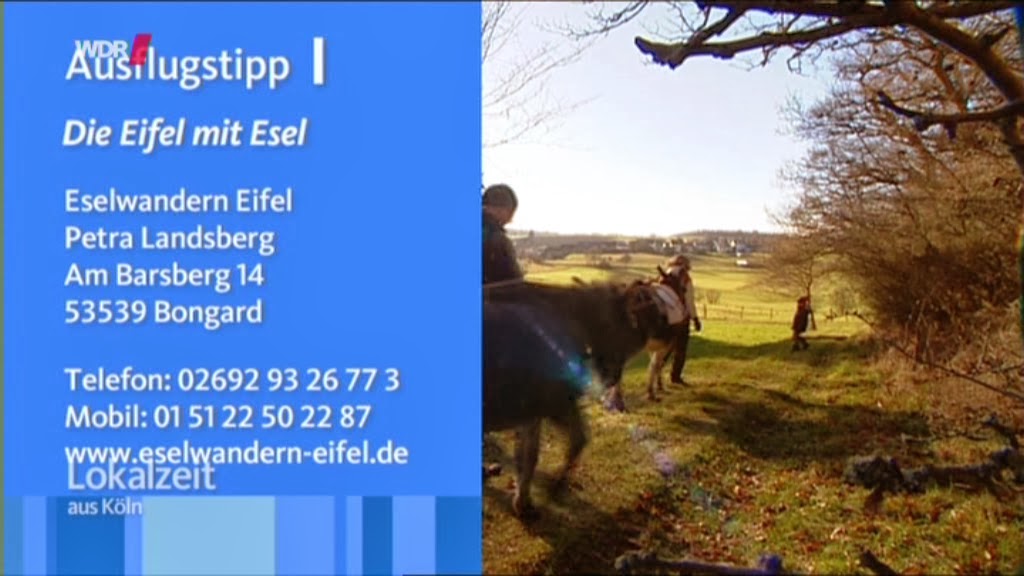 Blog7t Tivoli Lauf Halb Marathon 2014 Aachen Germany