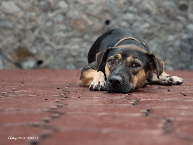 pet dog photography pet dog photography