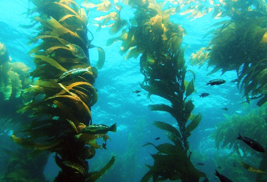 Atlantic Ocean Seaweed