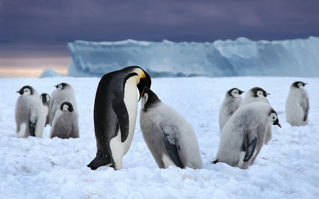 Wallpaper with father or mother penguin feeding his young with fish