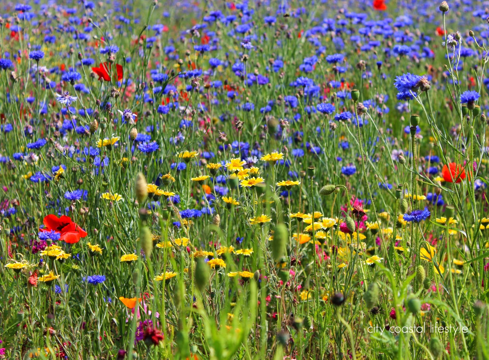 . Wildflower Meadow How does your Garden grow