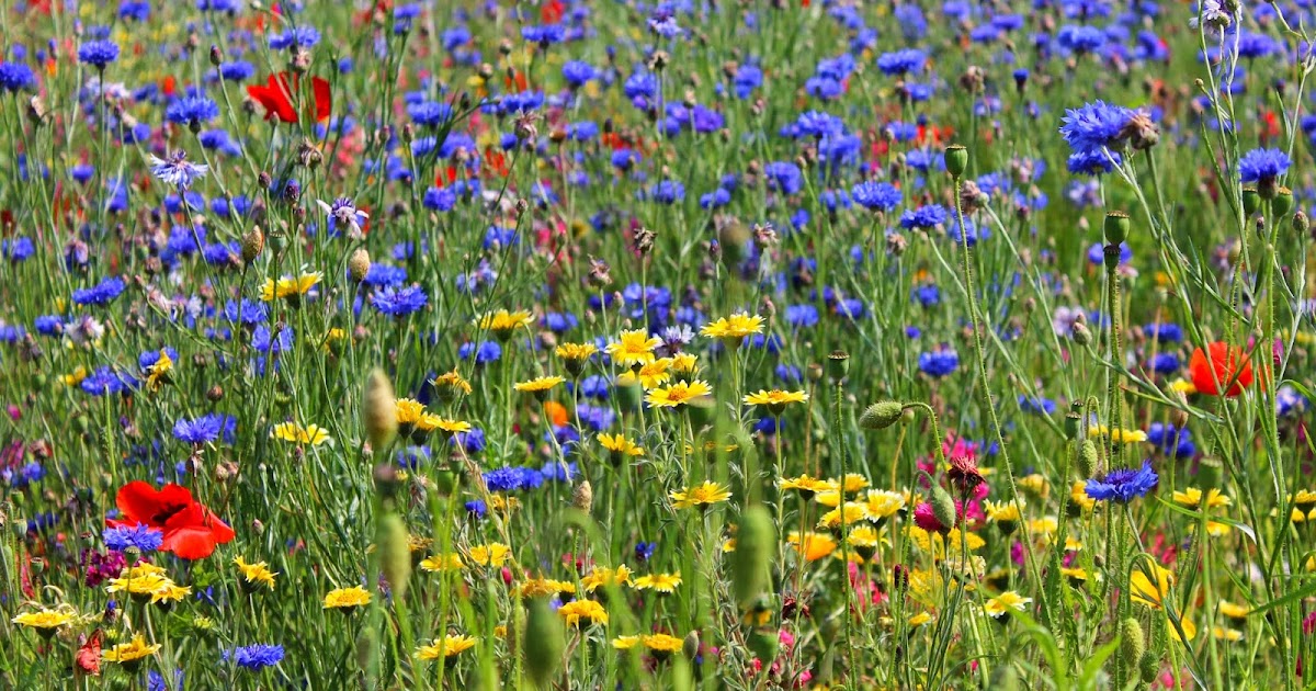 . Wildflower Meadow How does your Garden grow