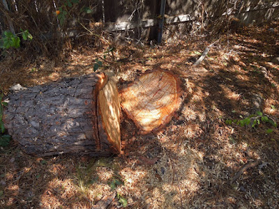 Pine Tree Stump, © B. Radisavljevic