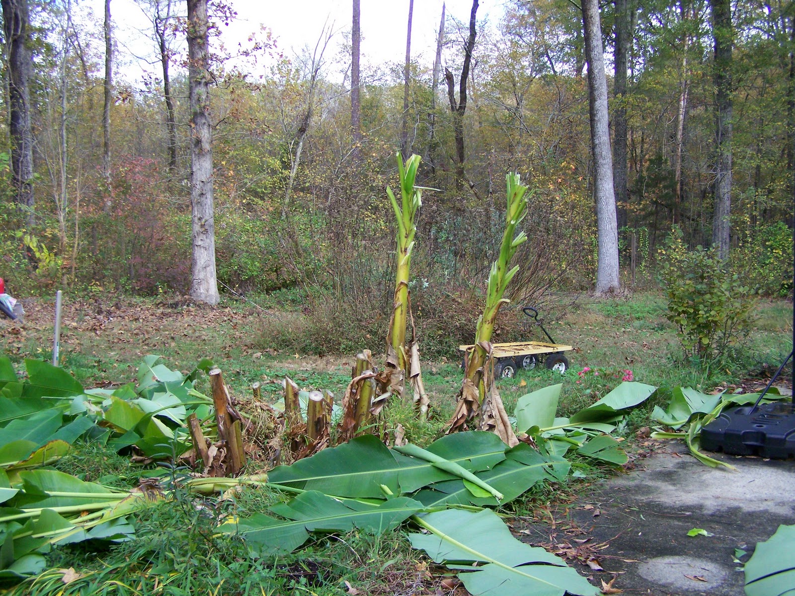 trees banana tree cut winter leaves forest garden experimental looks does hard