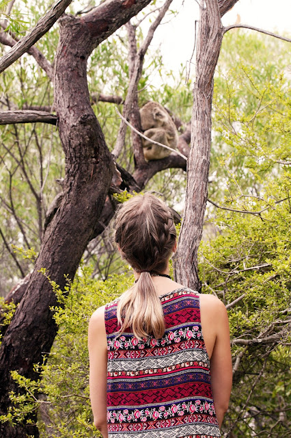 finding wild koalas on magnetic island finding wild koalas on magnetic island