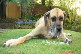 Dog Keeps Eating Poop And Throwing Up Dog Keeps Eating Poop And Throwing Up