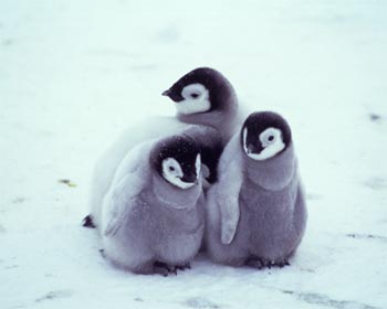 Cute Penguin Babies