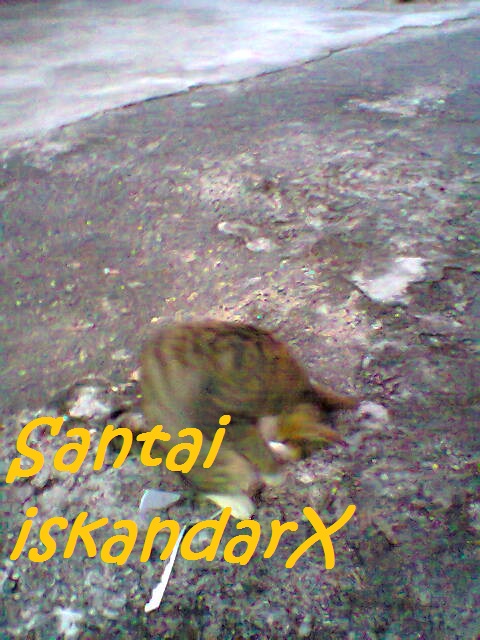 iskandarx.blogspot.com, Pagi-pagi lagi Faizal and the gang senaman sebelum breakfast, santai, Puteh, Faizal, Jupiter, Charlicaplin, Neptune, Pluto, Naili, Laila, Laili, Solehah