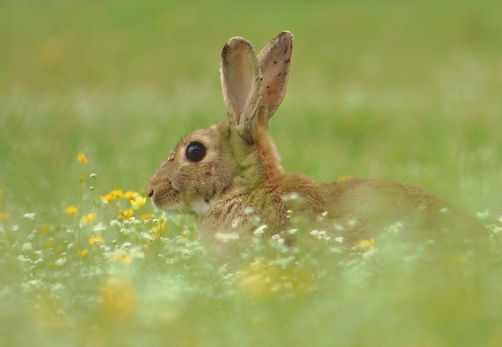 Oryctolagus cuniculus